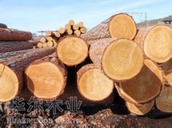 日喀则大连木材加工